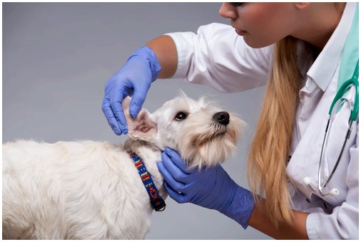 Что такое отогематома у собак? Выяснить!