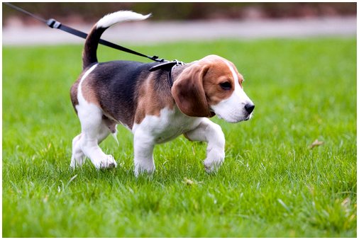 9 советов, как легко выгуливать собаку