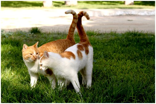 Размножение и охота у кошек