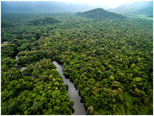 Температура и среда обитания в джунглях