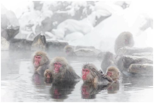 Термальные ванны снежных обезьян