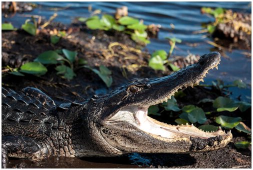 5 мест, где можно увидеть крокодилов в дикой природе