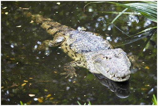 5 мест, где можно увидеть крокодилов в дикой природе