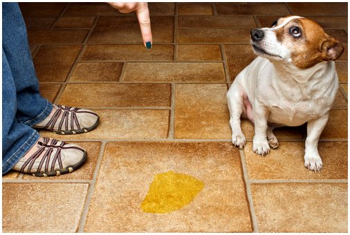 Окончательные методы для вашей собаки, чтобы пописать на улице