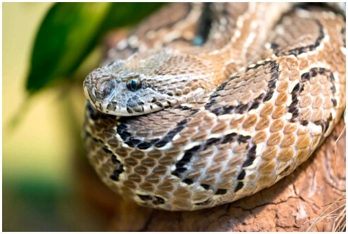 5 самых ядовитых змей