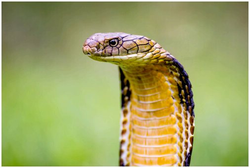 5 самых ядовитых змей