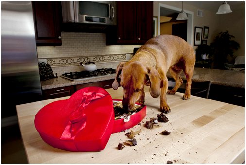 Шоколад токсичен для собак, мы расскажем, почему