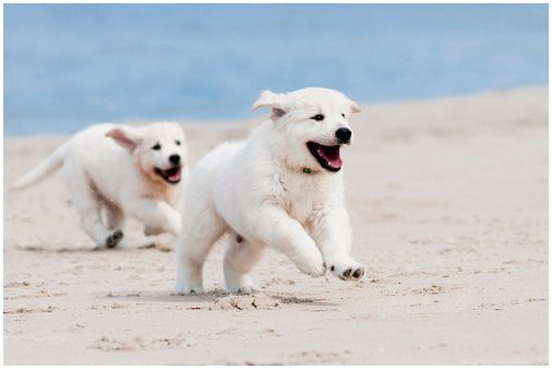 Альбинизм у собак: уход за собакой-альбиносом