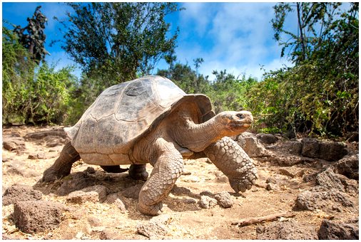 Панцири черепахи: морфологические аспекты