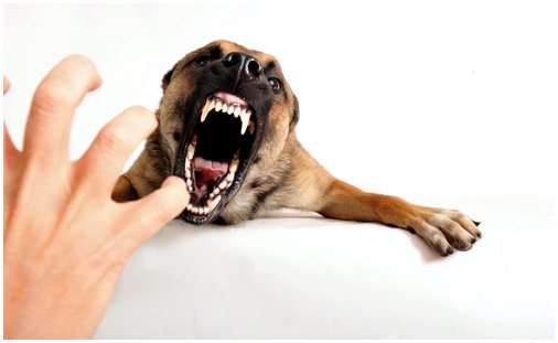 Что делать, если собака рычит на вас
