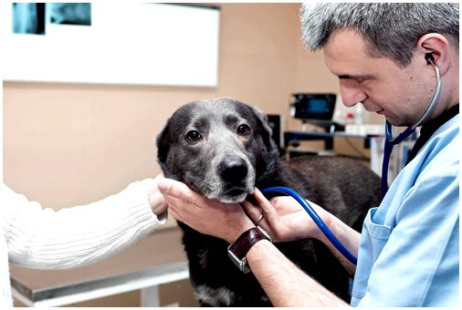 Инфекционный гепатит собак: симптомы и причины