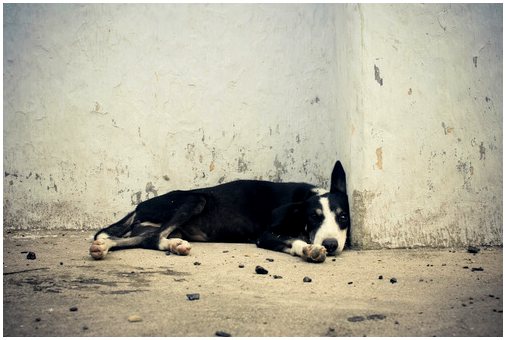 В Испании оштрафуют до 30 тысяч евро тем, кто бросит собаку