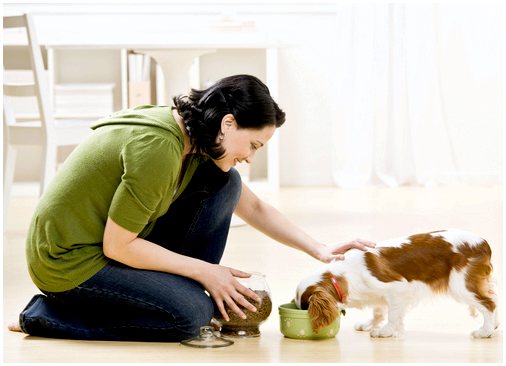 Домашняя диета для собак: откройте для себя самые рекомендуемые продукты