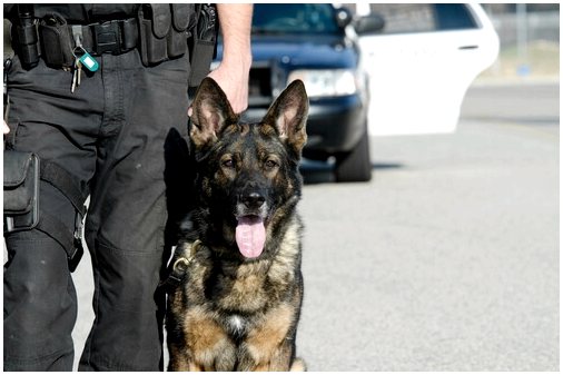 Четвероногие герои: полицейские собаки
