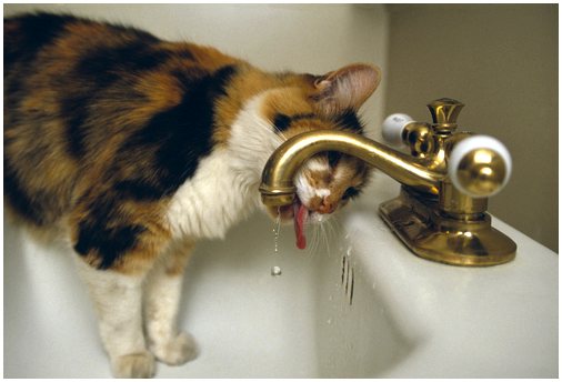 Почему кошки чешут воду?