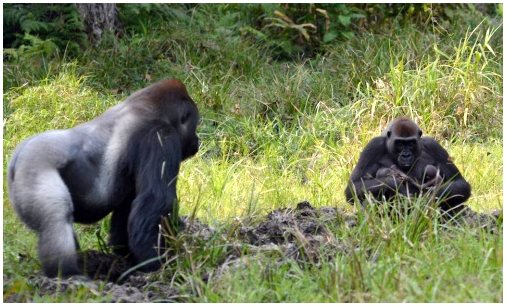 Первые близнецы-гориллы в Центральной Африке