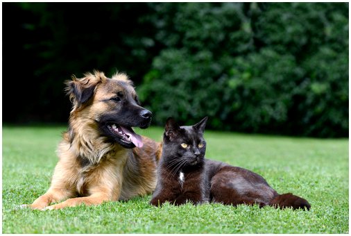 Исследование показало разницу в характере между любителями кошек и собак
