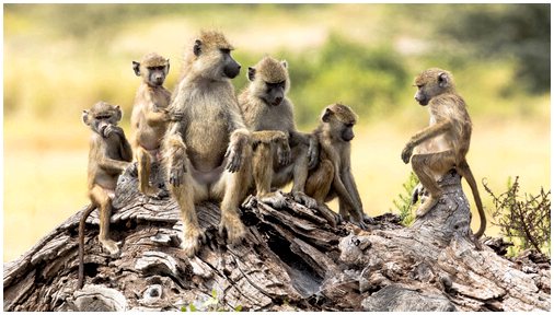 История мирных бабуинов