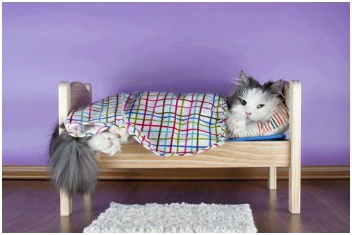 Кровати для кошек ручной работы