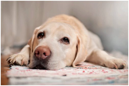 Как предотвратить и лечить простуду у собак