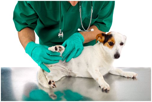 Добавки, чтобы помочь вашей собаке с болью при артрите