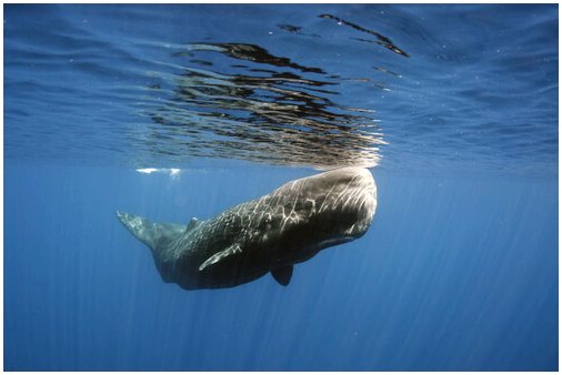 Какой кит самый большой?