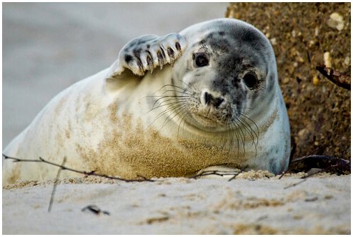 Каннибализм в тюленях: почему это происходит?