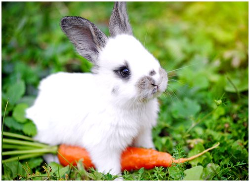 Плохо обращайтесь с ангорскими кроликами из-за их шерсти