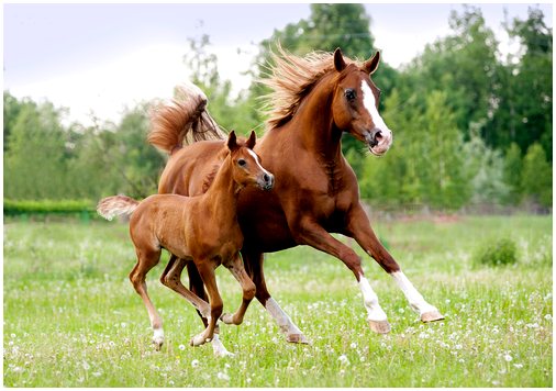 Вы знали, что у лошадей только один палец?