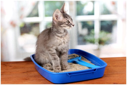 Узнайте о преимуществах биоразлагаемого наполнителя для кошачьего туалета