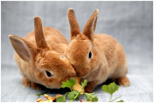 Можно ли кролику есть морковь?