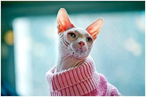 Советы по защите кошки от холода