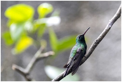 Откройте для себя Панаму и 5 самых распространенных видов птиц.