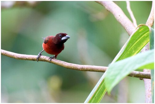 Откройте для себя Панаму и 5 самых распространенных видов птиц.