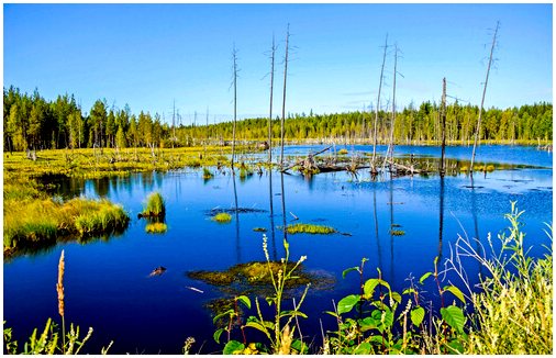Озера и болота - это одно и то же место обитания живых существ?