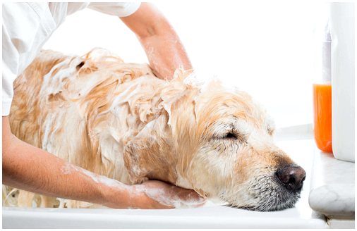 Подготовьте собаку к бане: как избавиться от страха и что нужно