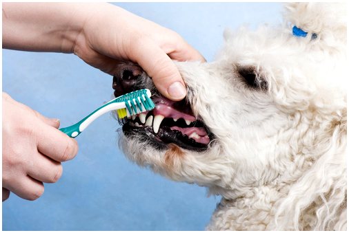 Гигиена полости рта вашей собаки
