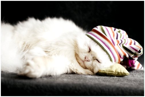 Породы кошек: персидская кошка