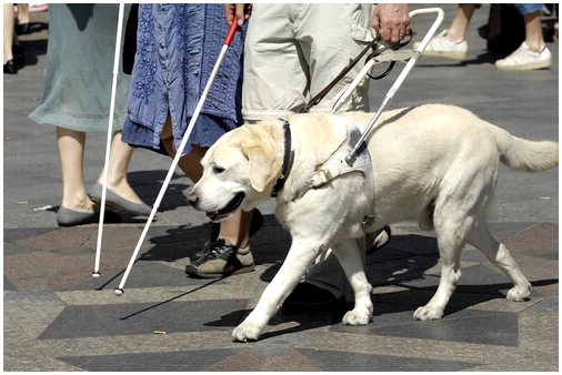 Собака спасает жизнь слепому хозяину во время пожара