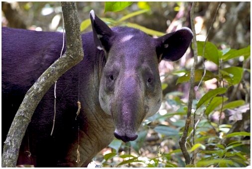 Познакомьтесь с фауной национального парка Корковадо (Коста-Рика).