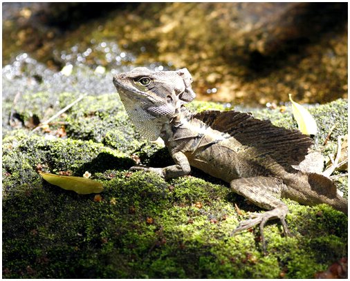 Познакомьтесь с фауной национального парка Корковадо (Коста-Рика).