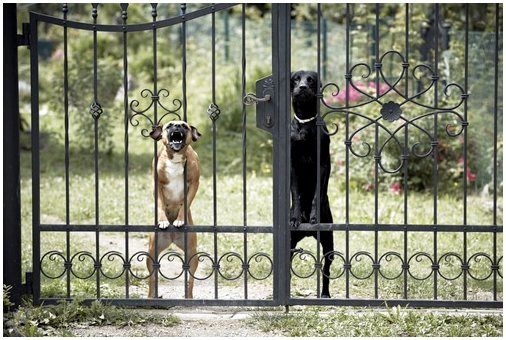 4 совета, чтобы соседи не ненавидели вашу собаку