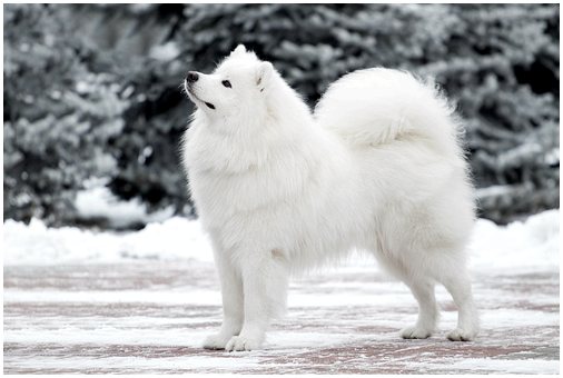 10 пород снежных собак