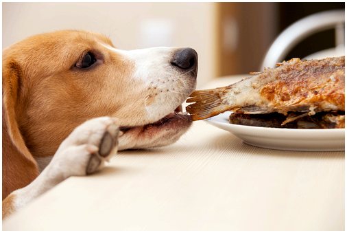 Собачьи кости: действительно ли они хороши?