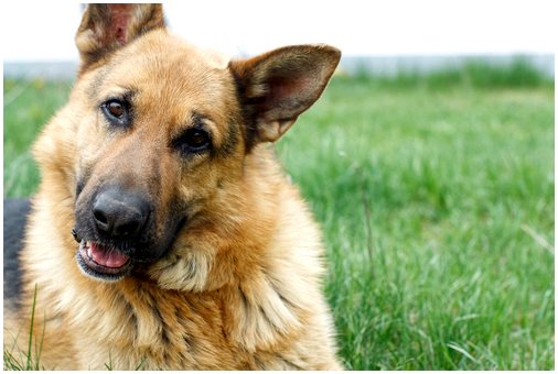 Собака 7 лет стоит у могилы хозяина. Собака 7 лет стоит у могилы хозяина.