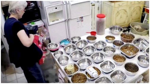 Южнокорейская дама уже более 20 лет спасает собак с улиц и ресторанов.