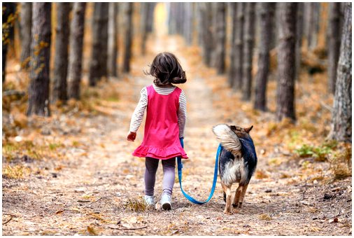 Собака спасает трехлетнюю девочку, которая потерялась в лесу