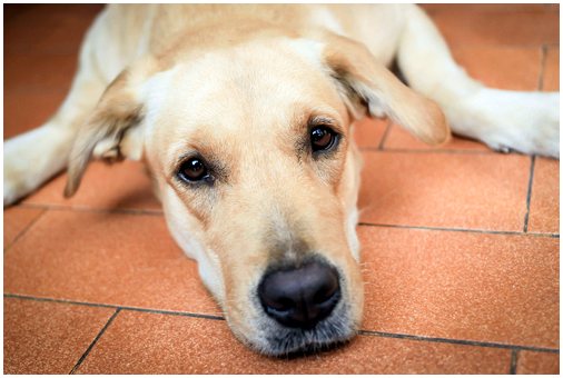 Что происходит с некоторыми собаками, когда их хозяева умирают?
