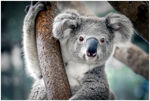 Спасение коал с помощью их генов