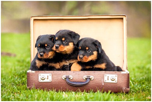 Старые чемоданы, которые можно использовать как спальное место для собаки